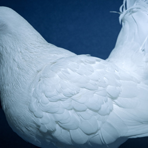 国产免费野战视频
